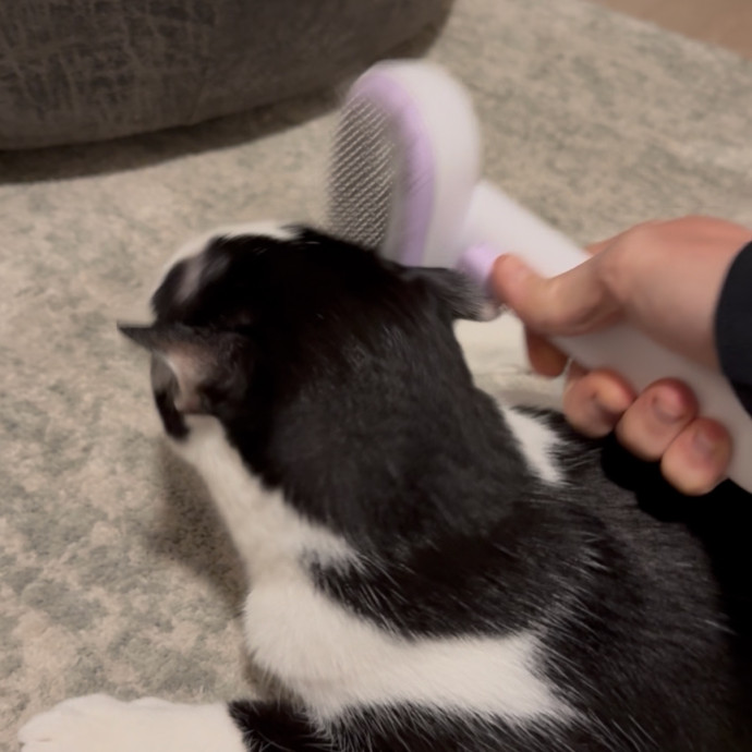 Lorelei's Love For Cats