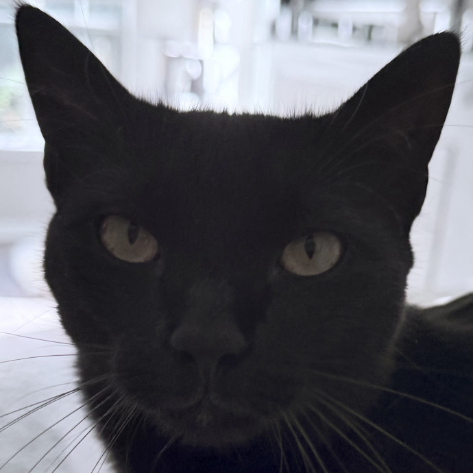 Lorelei's Love For Cats photo 3