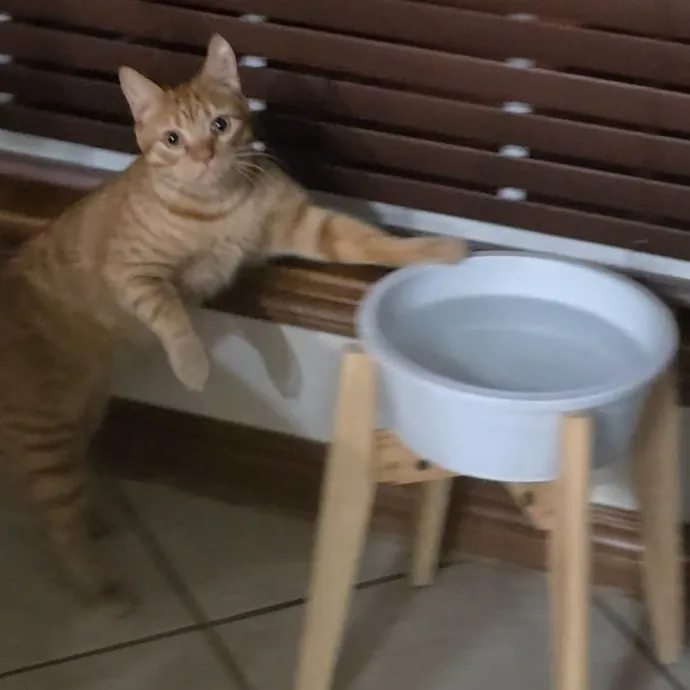 Kitty Sitty Of Midwest City