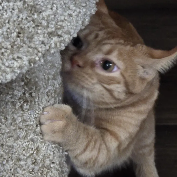 Kitty Sitty Of Midwest City