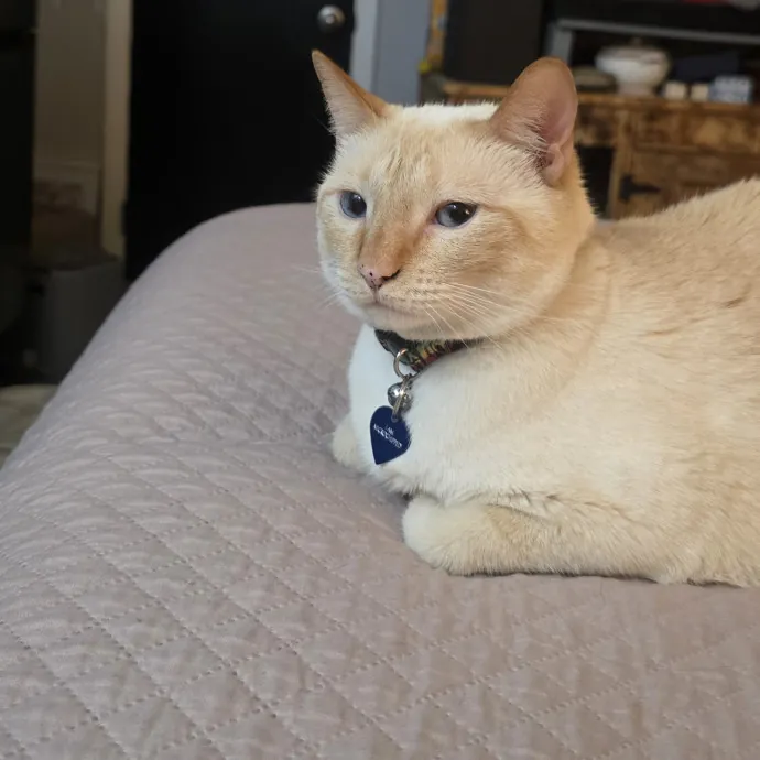 Kitty Sitty Of Midwest City