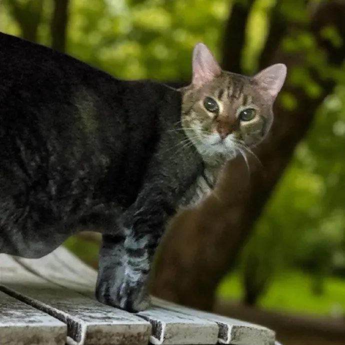 Kitty Sitty Of Midwest City