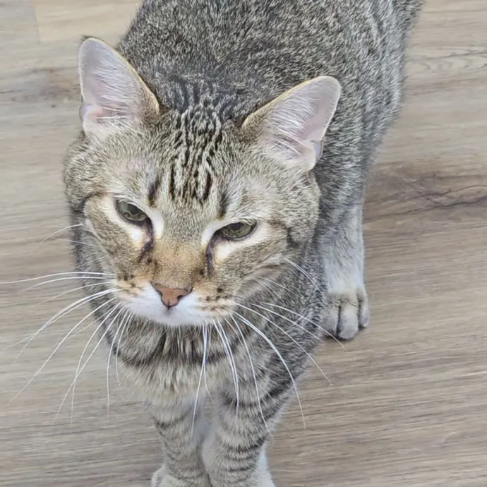 Kitty Sitty Of Midwest City