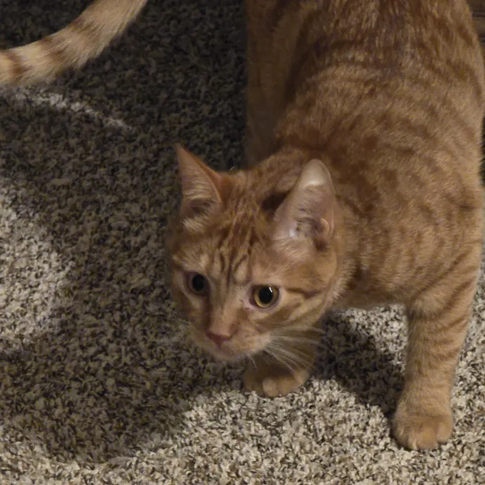 Kitty Sitty Of Midwest City