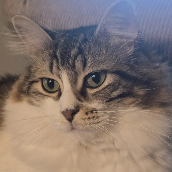 Kitty Sitty Of Midwest City