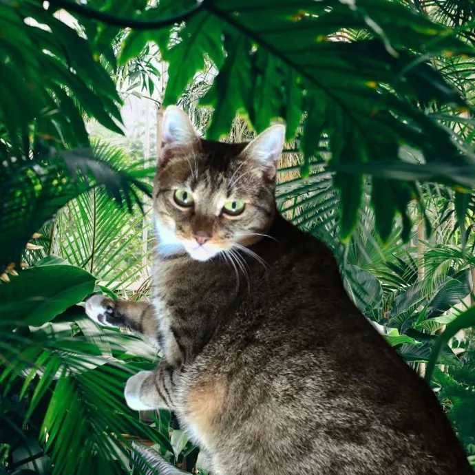Kitty Sitty Of Midwest City