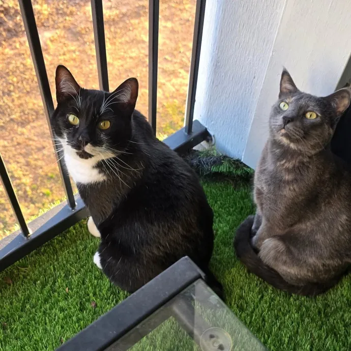 Kitty Sitty Of Midwest City