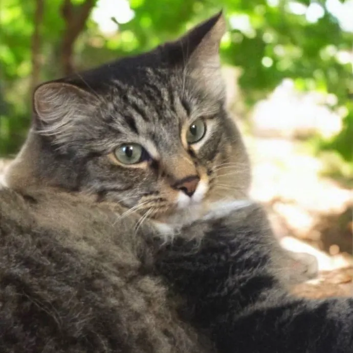 Kitty Sitty Of Midwest City