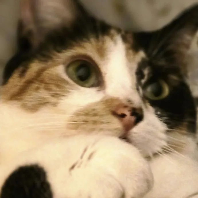 Kitty Sitty Of Midwest City