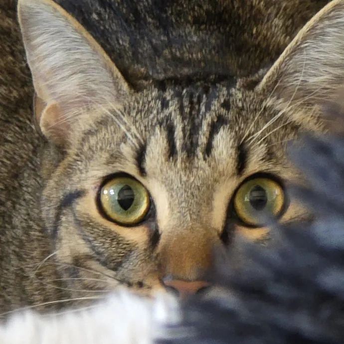Kitty Sitty Of Midwest City