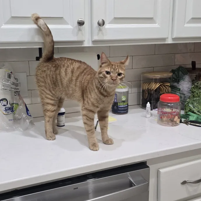 Kitty Sitty Of Midwest City