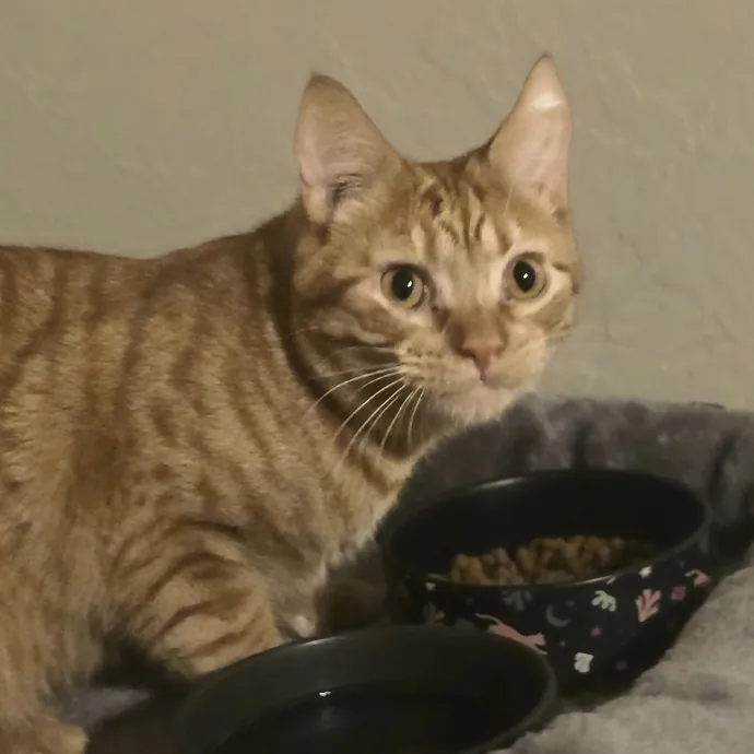 Kitty Sitty Of Midwest City