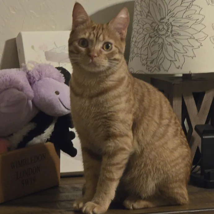 Kitty Sitty Of Midwest City