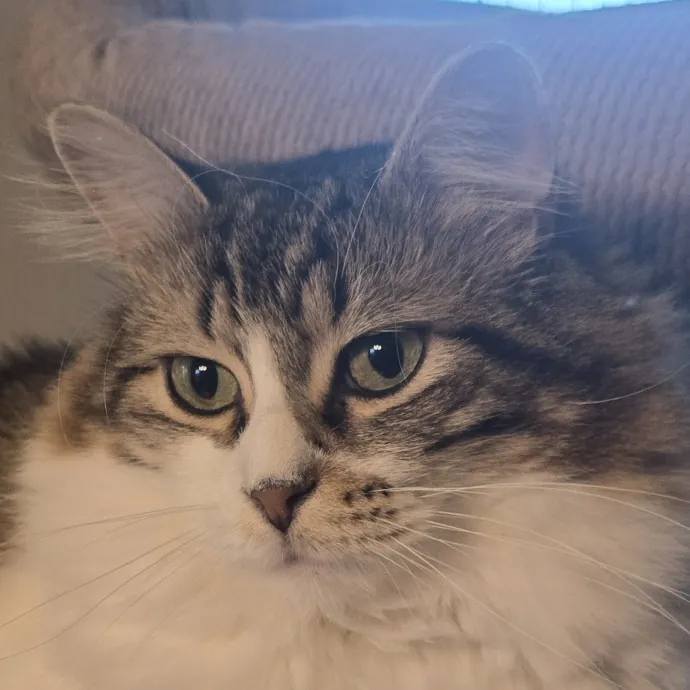 Kitty Sitty Of Midwest City
