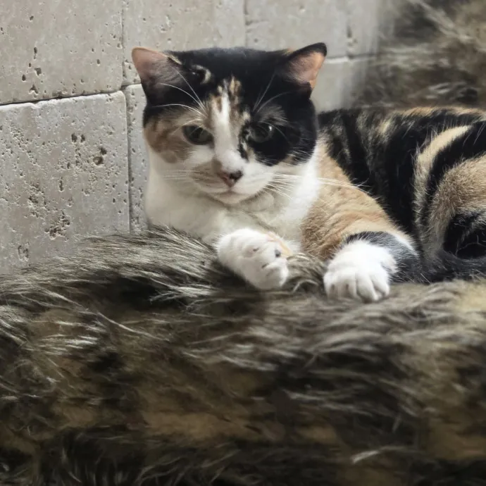 Kitty Sitty Of Midwest City