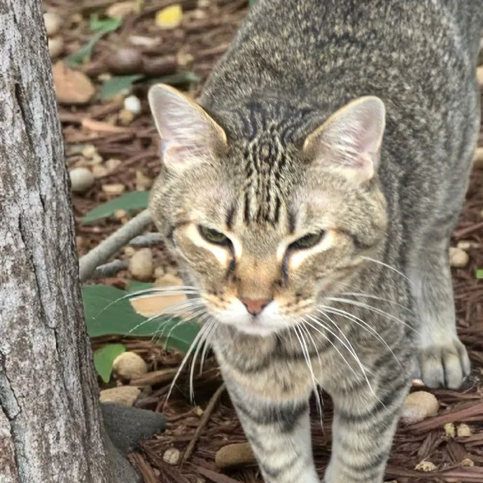 Kitty Sitty Of Midwest City
