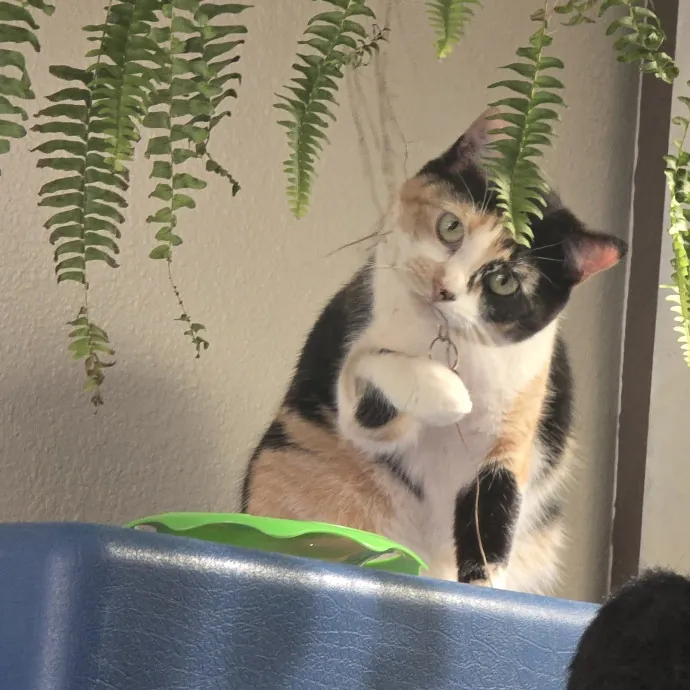 Kitty Sitty Of Midwest City