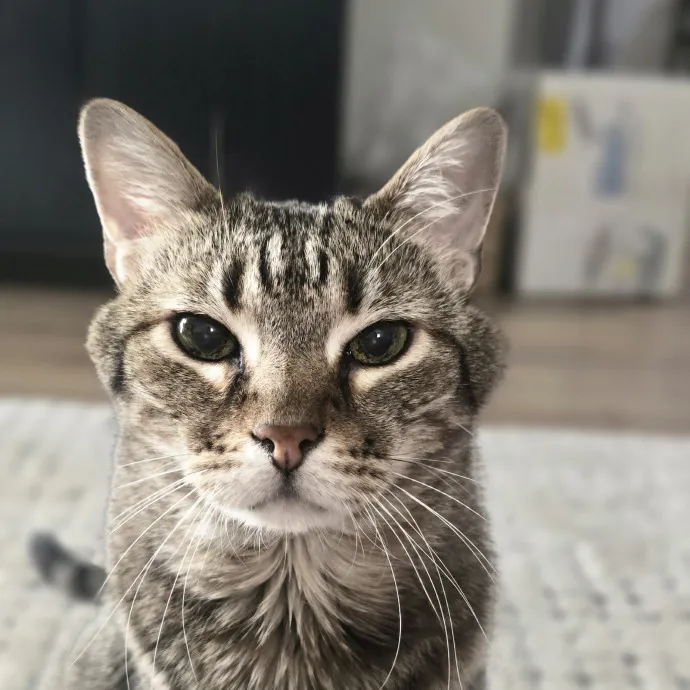Kitty Sitty Of Midwest City
