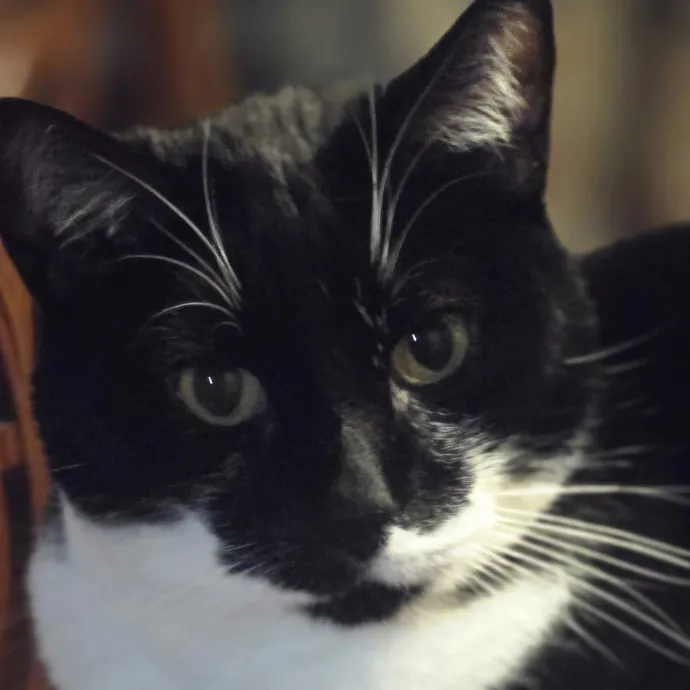 Kitty Sitty Of Midwest City