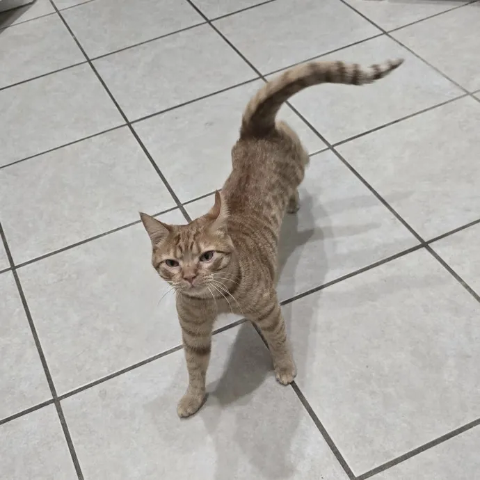 Kitty Sitty Of Midwest City
