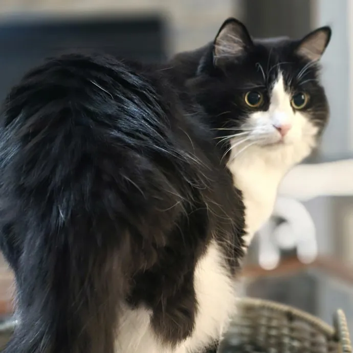 Kitty Sitty Of Midwest City
