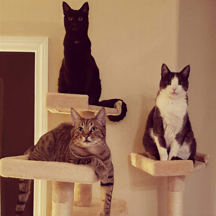 Practically Puuurfect In Every Way