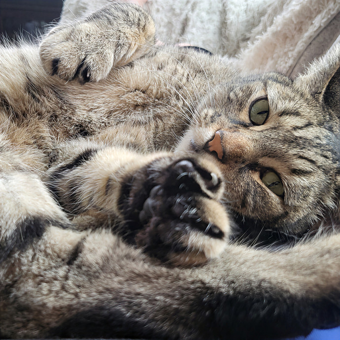Practically Puuurfect In Every Way