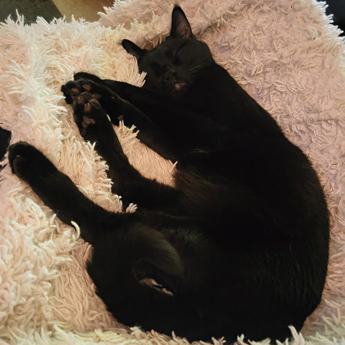 Practically Puuurfect In Every Way photo 2