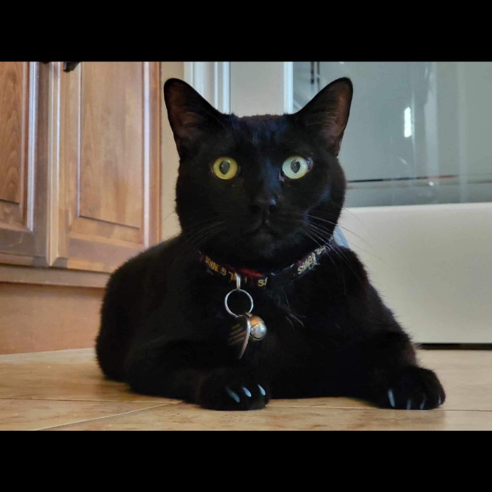 Certified Cat Spoiling Enthusiast