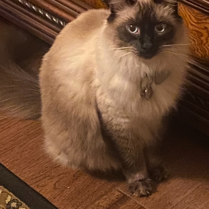 Certified Cat Spoiling Enthusiast