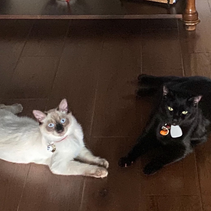 Certified Cat Spoiling Enthusiast