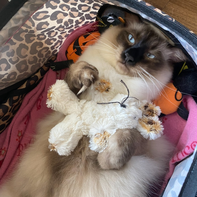 Certified Cat Spoiling Enthusiast