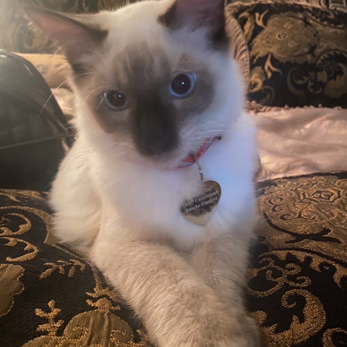 Certified Cat Spoiling Enthusiast