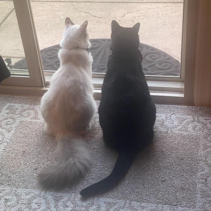 Certified Cat Spoiling Enthusiast