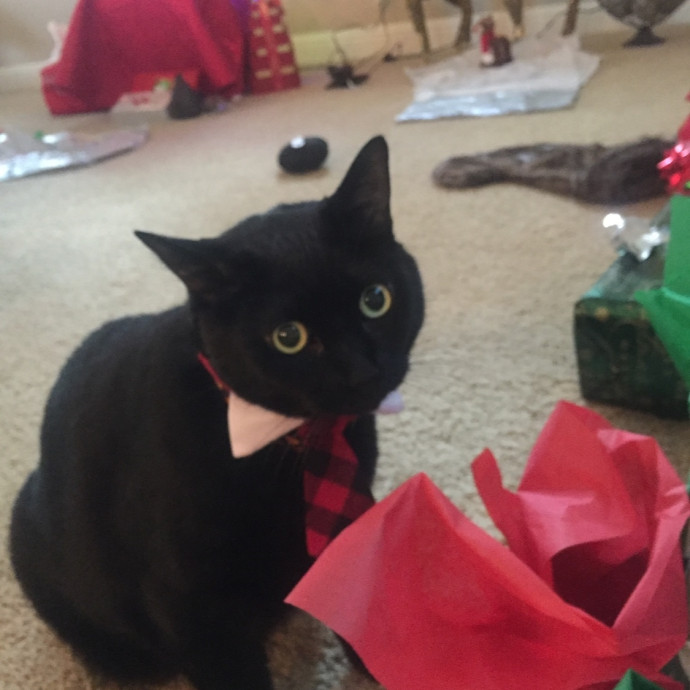 Certified Cat Spoiling Enthusiast photo 3