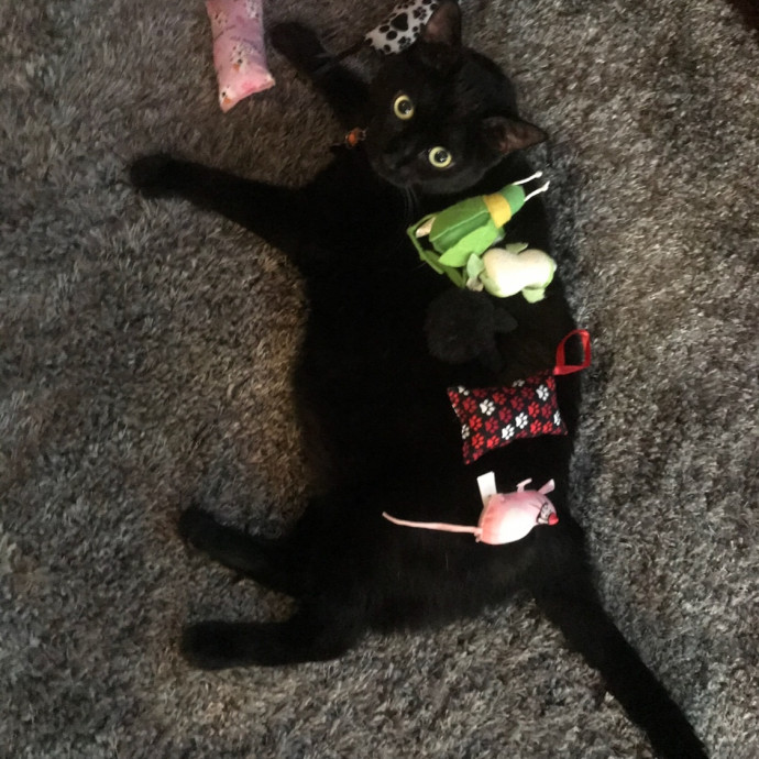 Certified Cat Spoiling Enthusiast photo 2