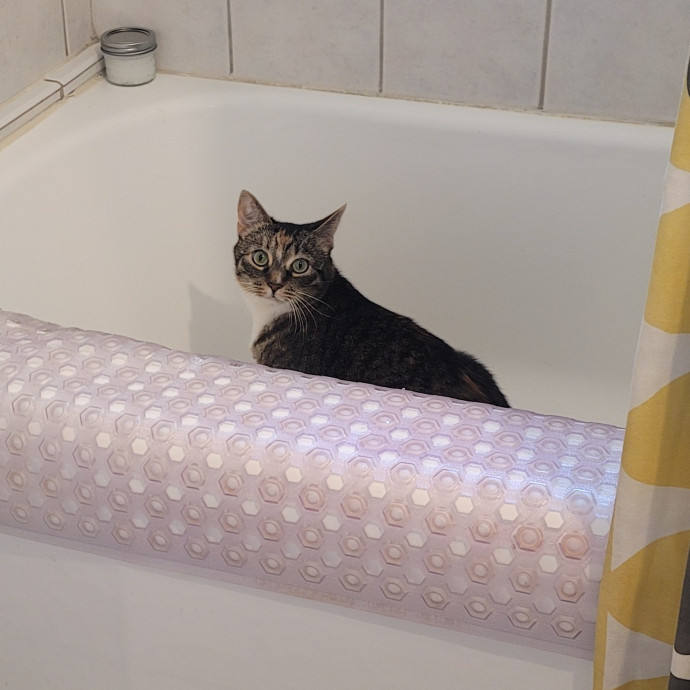 A-List Cat Care And Cat Sitting