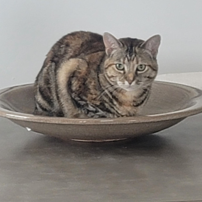A-List Cat Care And Cat Sitting