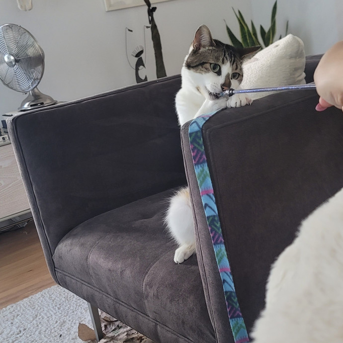 A-List Cat Care And Cat Sitting