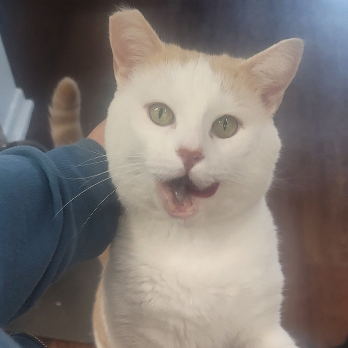 A-List Cat Care And Cat Sitting photo 3