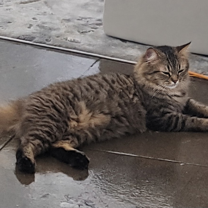 A-List Cat Care And Cat Sitting