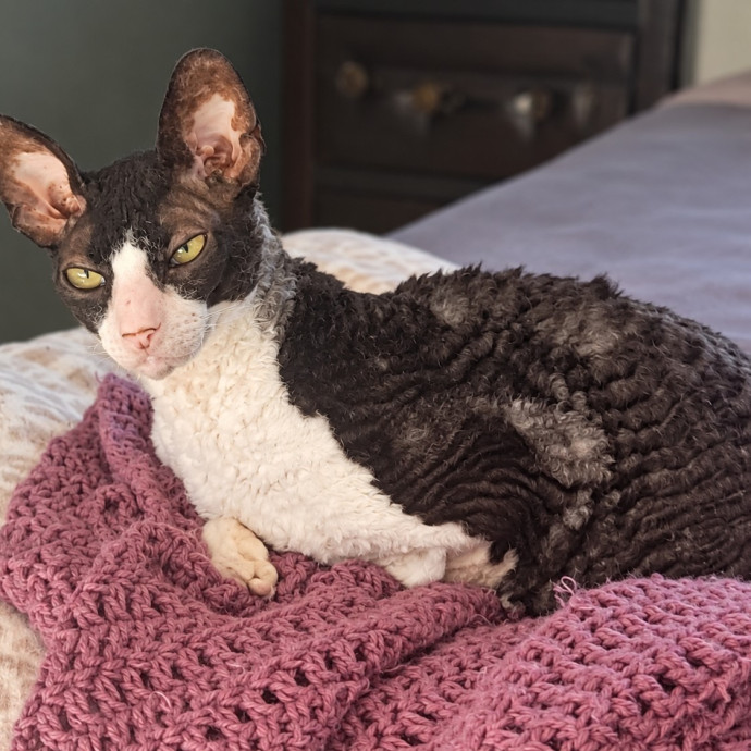 A-List Cat Care And Cat Sitting