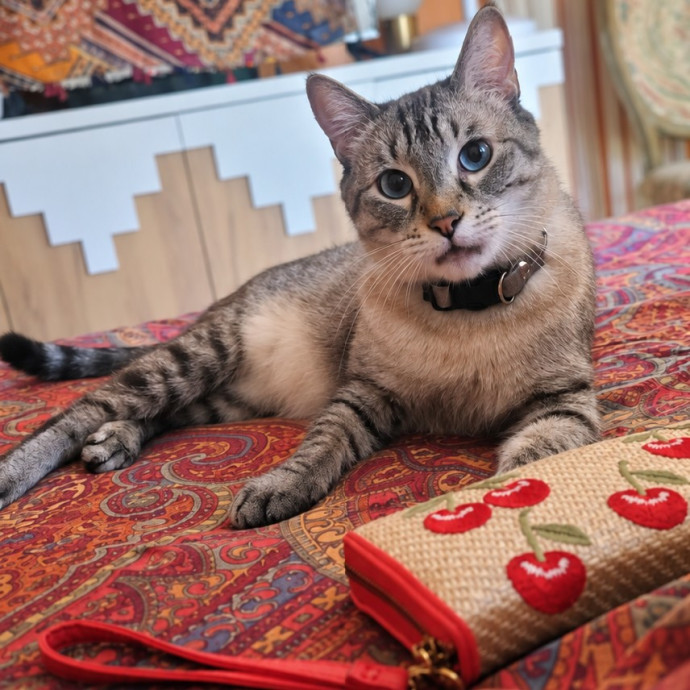 A-List Cat Care And Cat Sitting