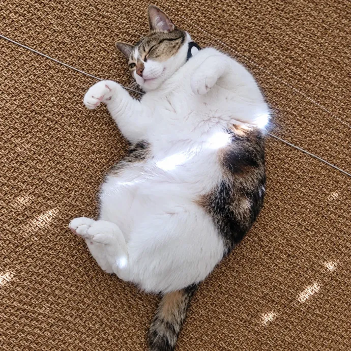 Tammy R.