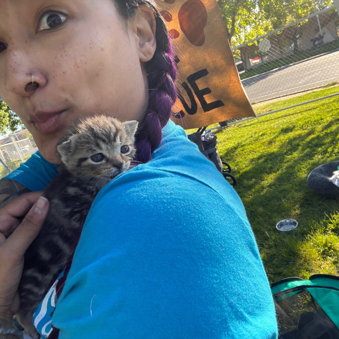 Maegan's Feline Frenzy