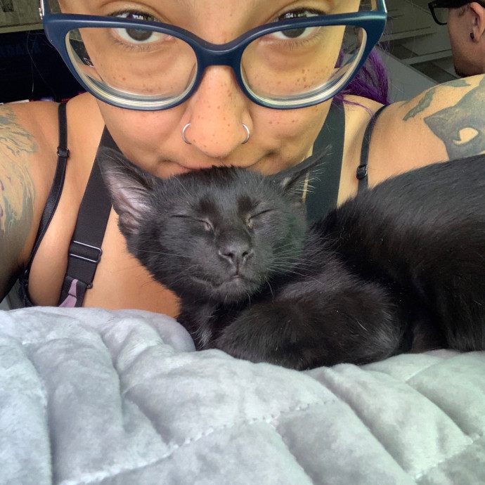 Maegan's Feline Frenzy