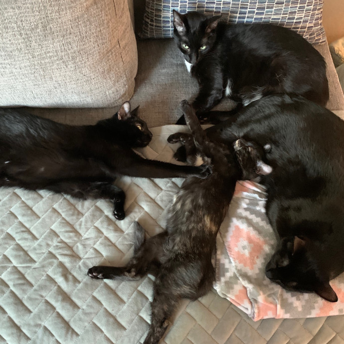 Maegan's Feline Frenzy photo 2