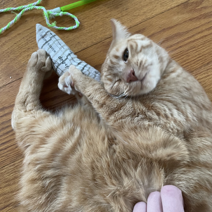 Liz's Personalized Cat Care