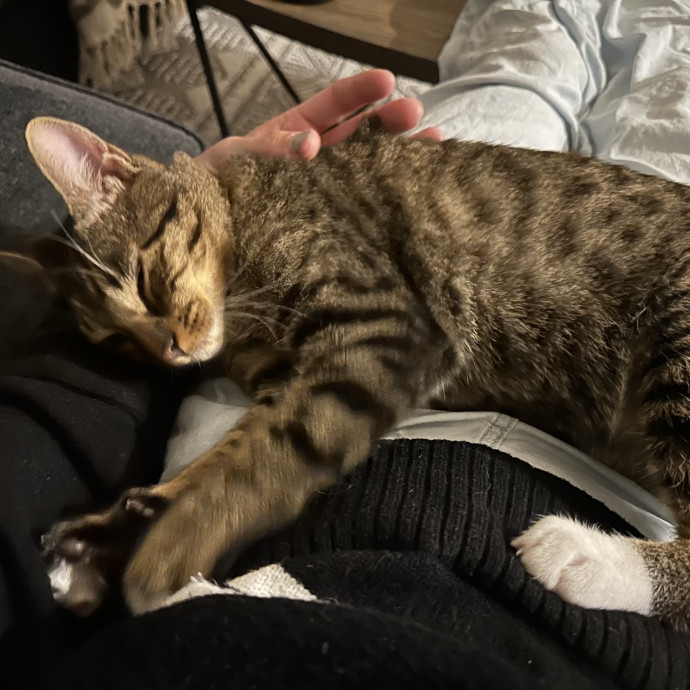 Liz's Personalized Cat Care