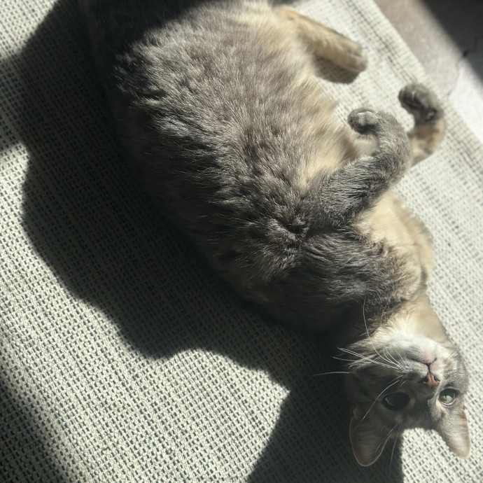 Liz's Personalized Cat Care